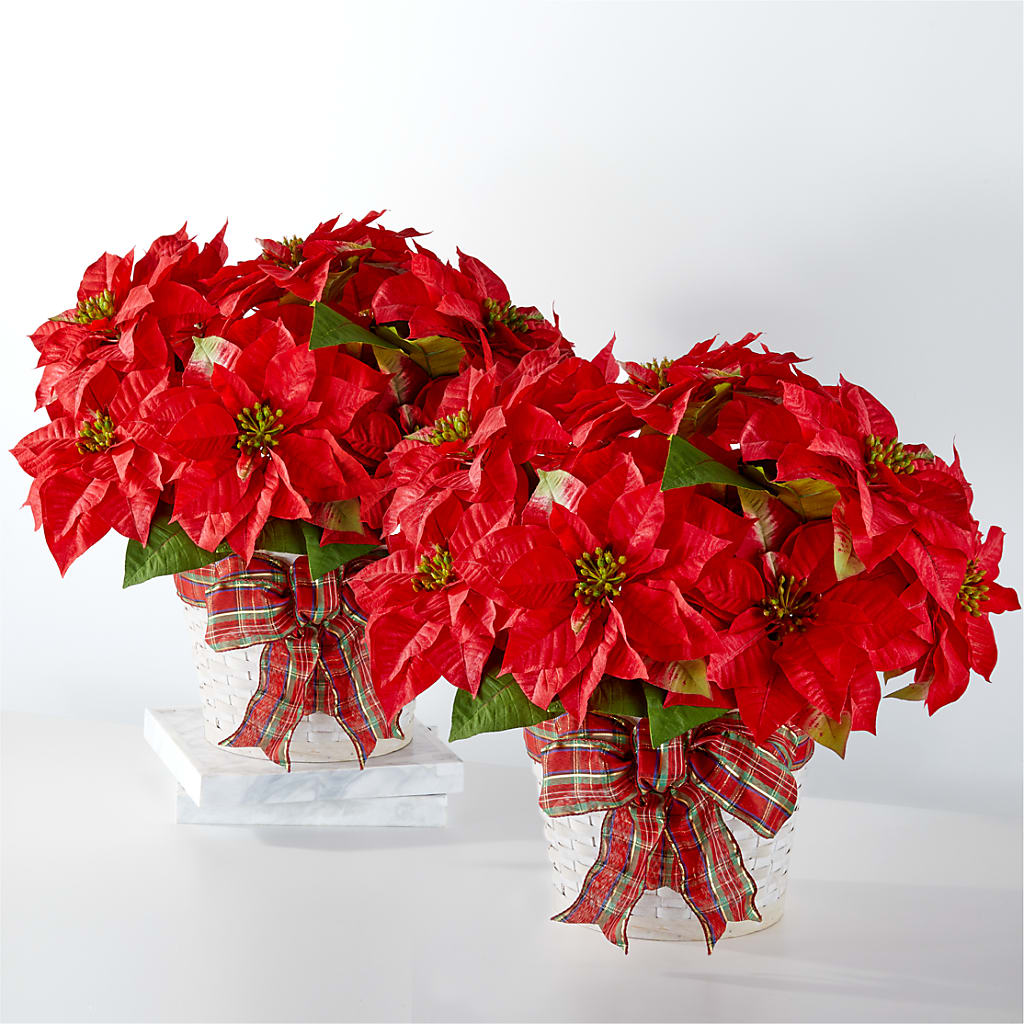 Happiest Holidays Poinsettia Bundle – TIM'S TREEHOUSE NURSERY & FLORAL, Sutherlin OR