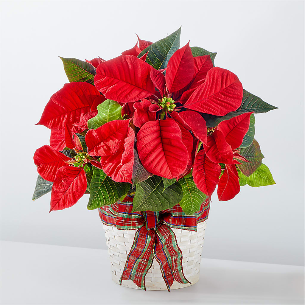 Happiest Holidays Poinsettia – TIM'S TREEHOUSE NURSERY & FLORAL, Sutherlin OR