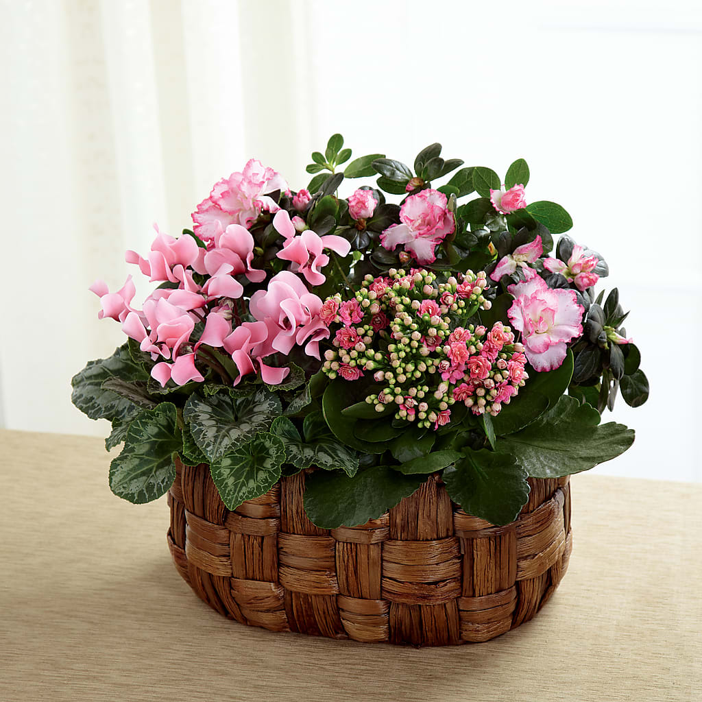 Pink Assortment – TIM'S TREEHOUSE NURSERY & FLORAL, Sutherlin OR