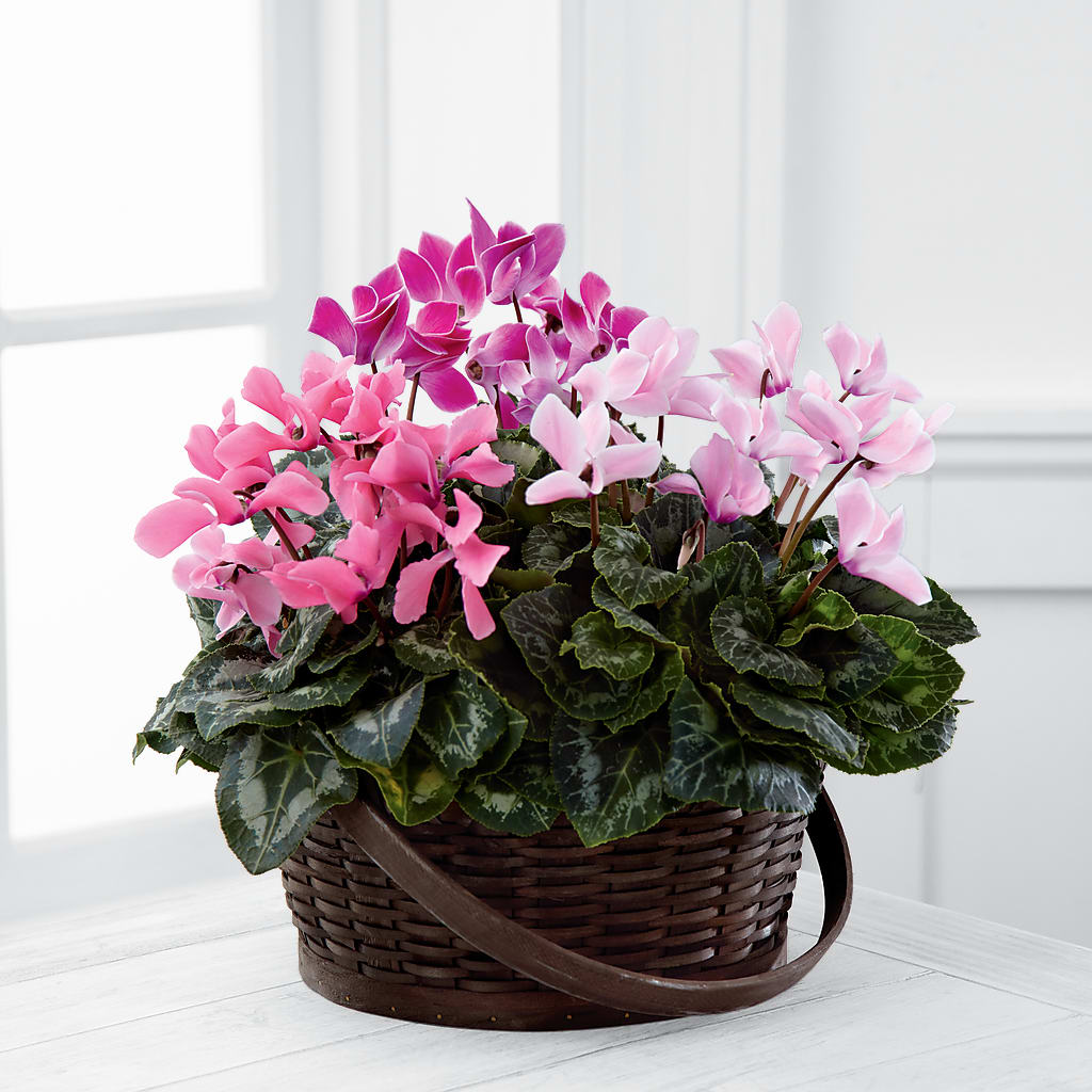 Mixed Cyclamen Planter – TIM'S TREEHOUSE NURSERY & FLORAL, Sutherlin OR