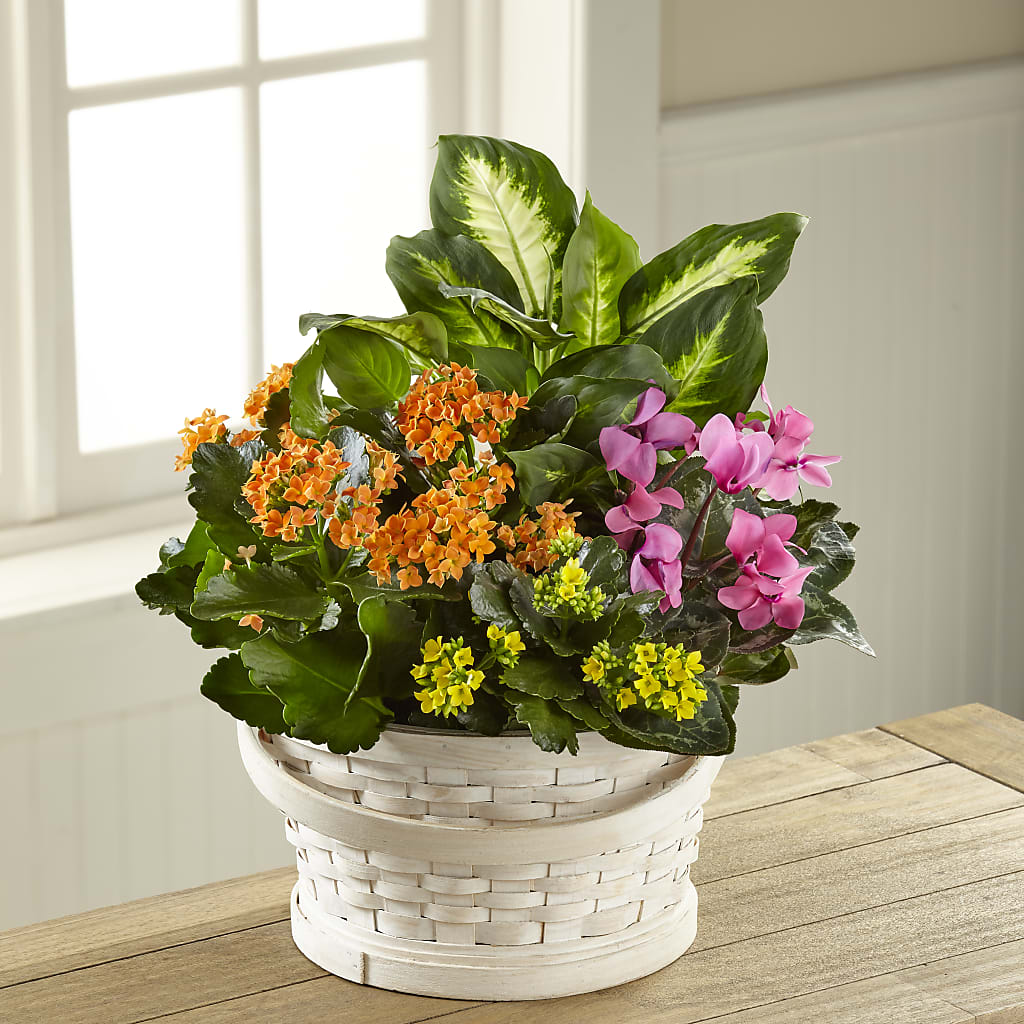 Color Crush Dishgarden – TIM'S TREEHOUSE NURSERY & FLORAL, Sutherlin OR