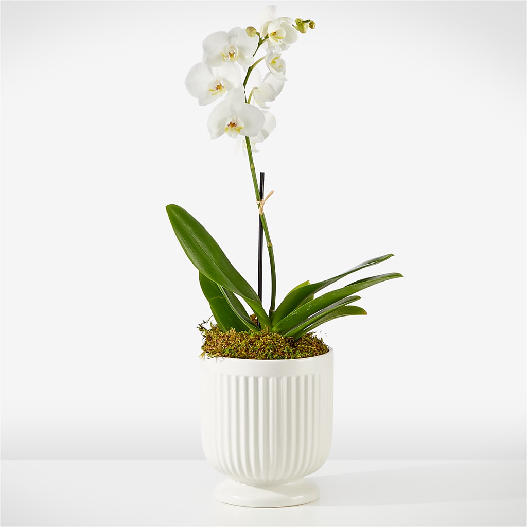 Whispering White Orchid – TIM'S TREEHOUSE NURSERY & FLORAL, Sutherlin OR