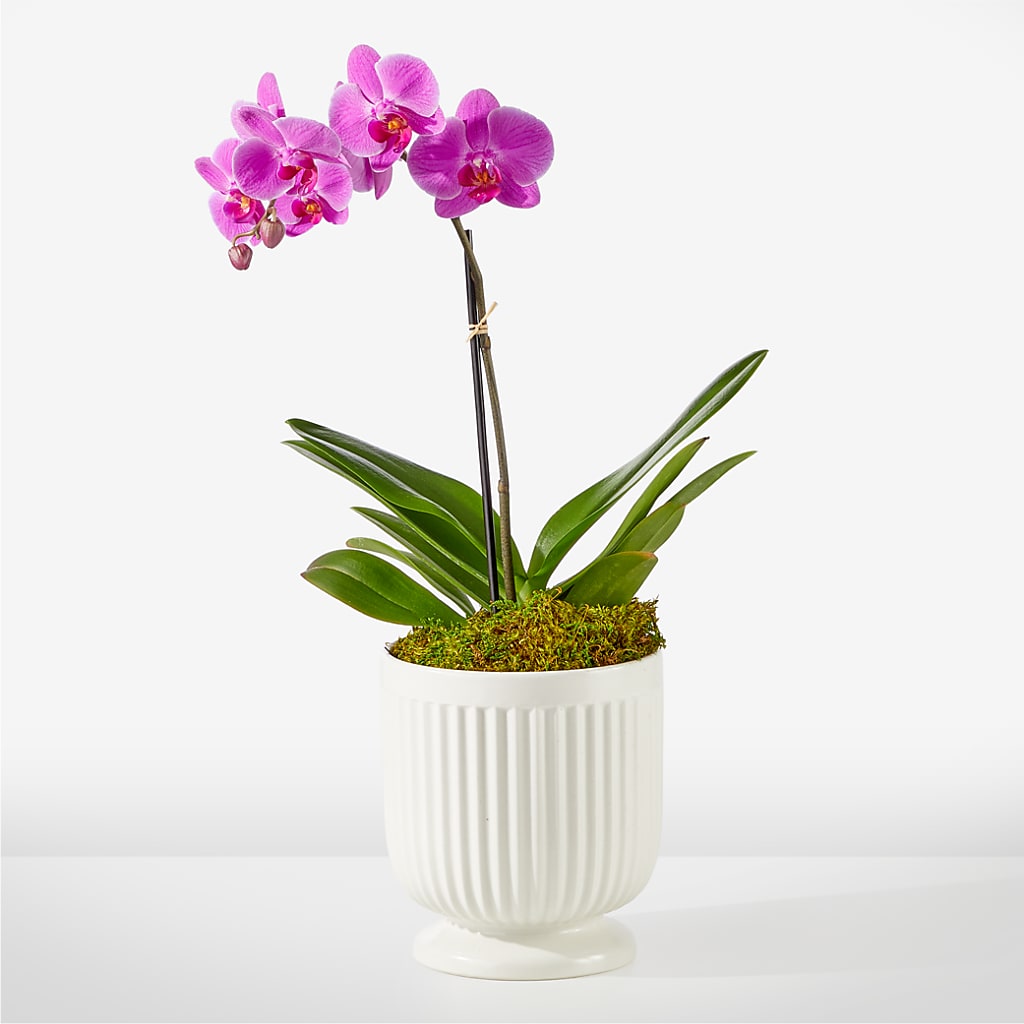 Friendly Fuchsia Orchid – TIM'S TREEHOUSE NURSERY & FLORAL, Sutherlin OR