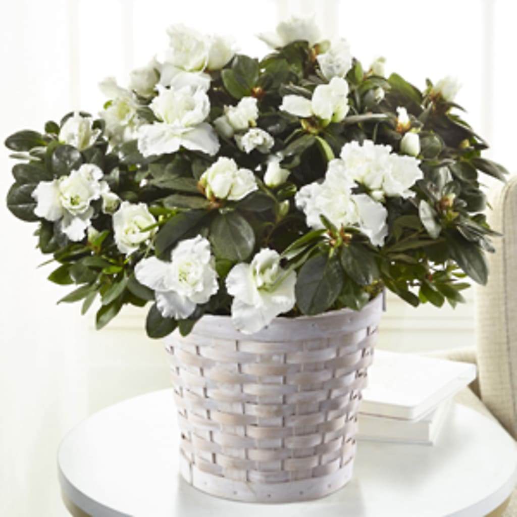 White Azalea Plant – TIM'S TREEHOUSE NURSERY & FLORAL, Sutherlin OR