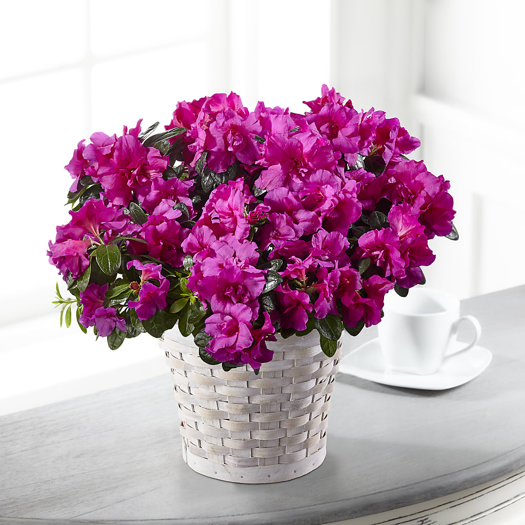 Hope & Serenity Azalea Plant – TIM'S TREEHOUSE NURSERY & FLORAL, Sutherlin OR