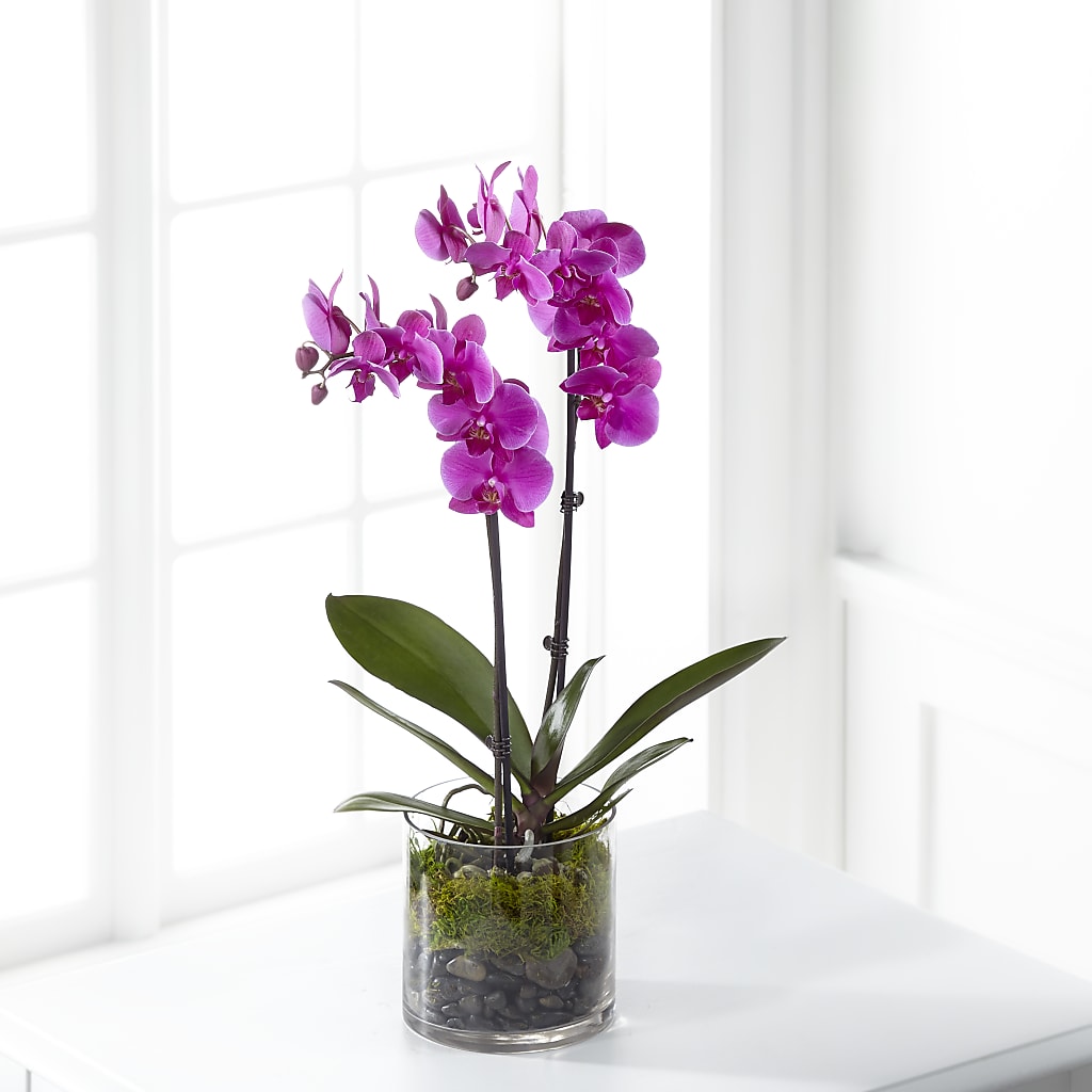 Pink Orchid Plant – TIM'S TREEHOUSE NURSERY & FLORAL, Sutherlin OR