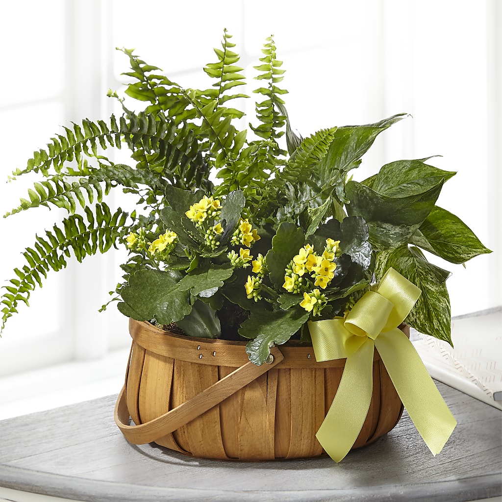 Always Dear Dishgarden – TIM'S TREEHOUSE NURSERY & FLORAL, Sutherlin OR