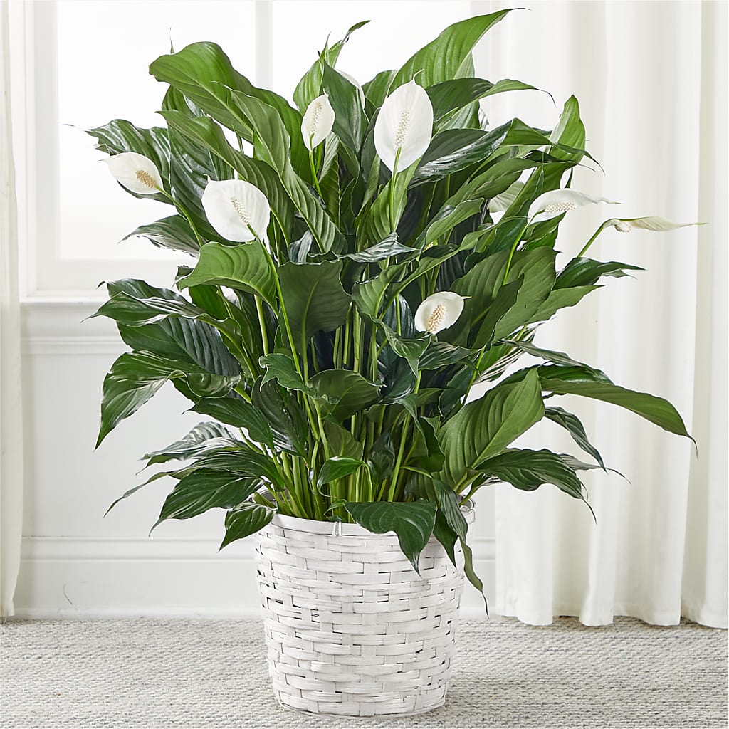 A New Leaf Peace Lily – TIM'S TREEHOUSE NURSERY & FLORAL, Sutherlin OR
