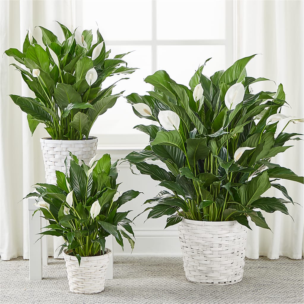 A New Leaf Peace Lily – TIM'S TREEHOUSE NURSERY & FLORAL, Sutherlin OR