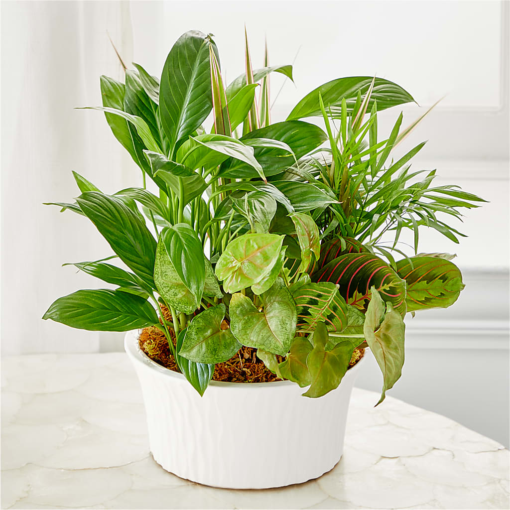 Balance & Harmony Dishgarden – TIM'S TREEHOUSE NURSERY & FLORAL, Sutherlin OR