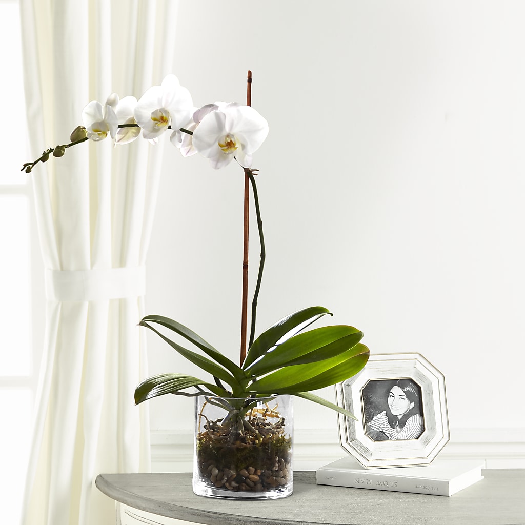 White Orchid Planter – TIM'S TREEHOUSE NURSERY & FLORAL, Sutherlin OR