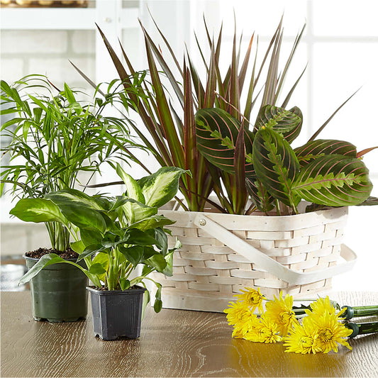 Florist Designed Blooming and Green Plants in a Basket – TIM'S TREEHOUSE NURSERY & FLORAL, Sutherlin OR
