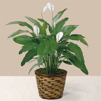 Tranquil Moments Peace Lily Plant – TIM'S TREEHOUSE NURSERY & FLORAL, Sutherlin OR