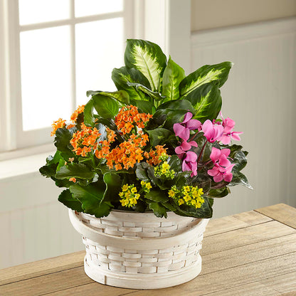 Color Crush Dishgarden – TIM'S TREEHOUSE NURSERY & FLORAL, Sutherlin OR