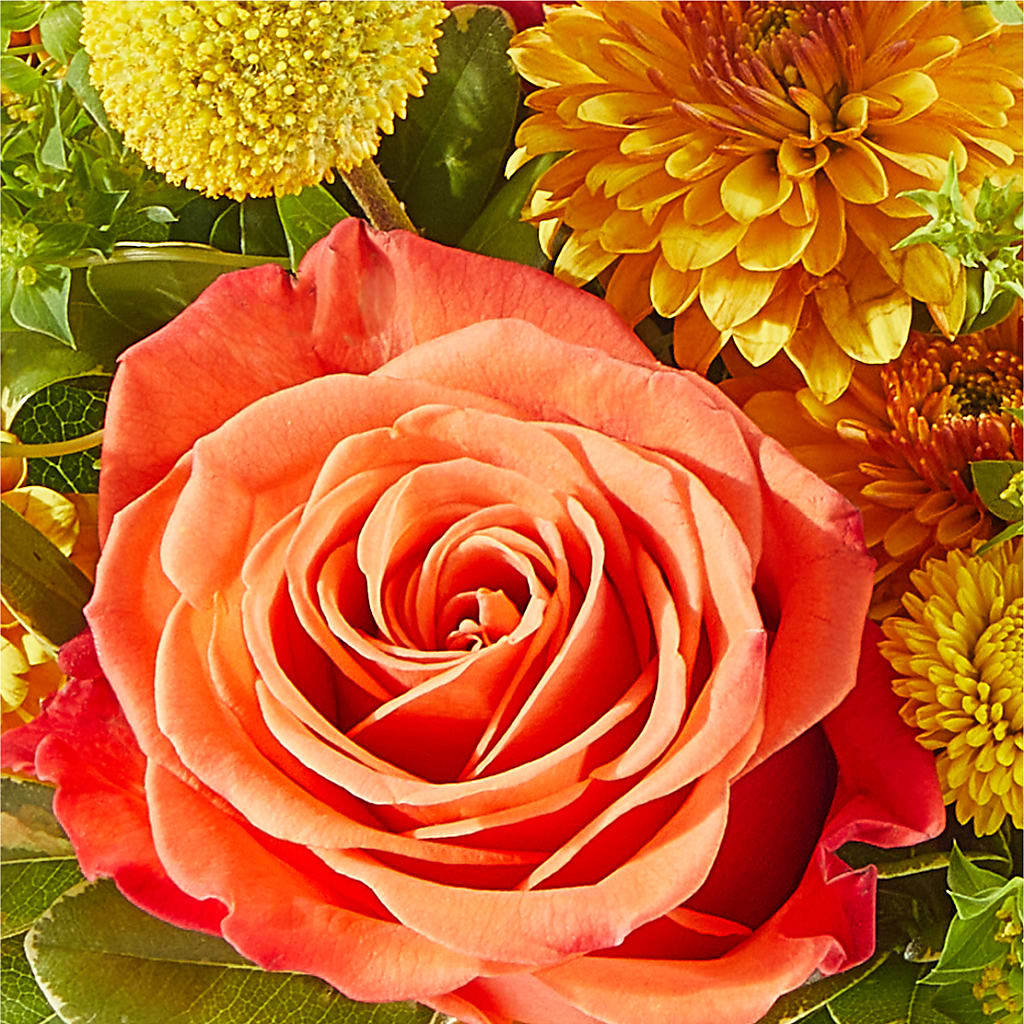 Gourdgeous Pumpkin – TIM'S TREEHOUSE NURSERY & FLORAL, Sutherlin OR