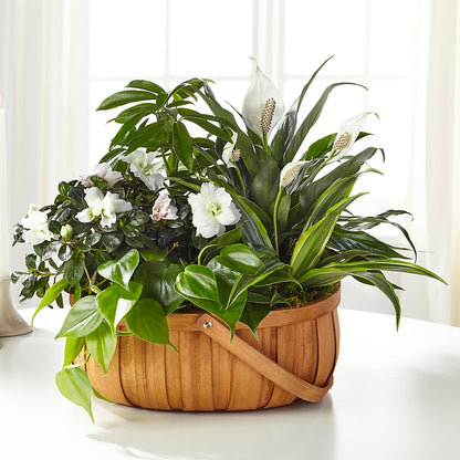Serene Dishgarden – TIM'S TREEHOUSE NURSERY & FLORAL, Sutherlin OR