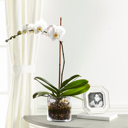 White Orchid Planter – TIM'S TREEHOUSE NURSERY & FLORAL, Sutherlin OR