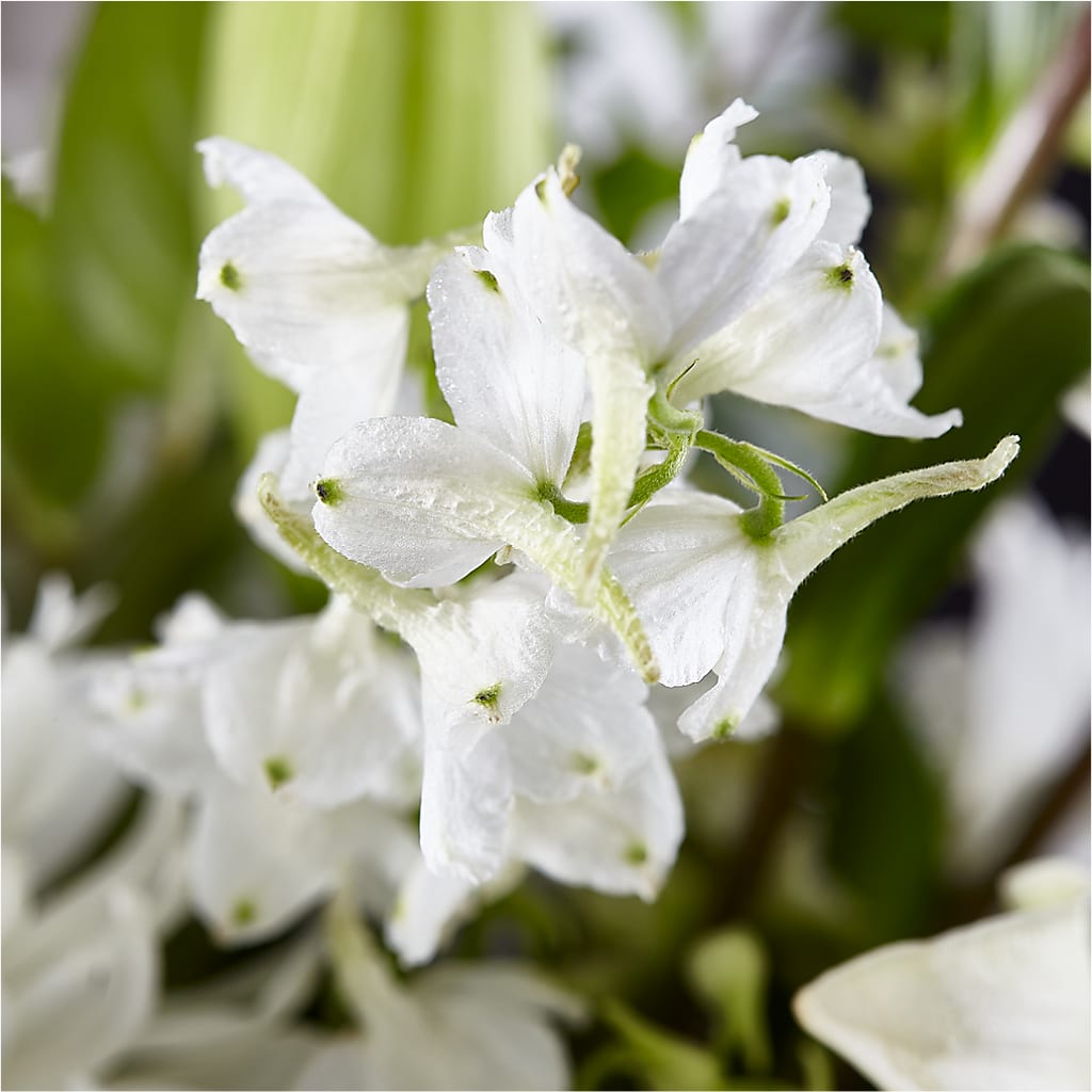 Classic Ivory – A Florist Original – TIM'S TREEHOUSE NURSERY & FLORAL, Sutherlin OR